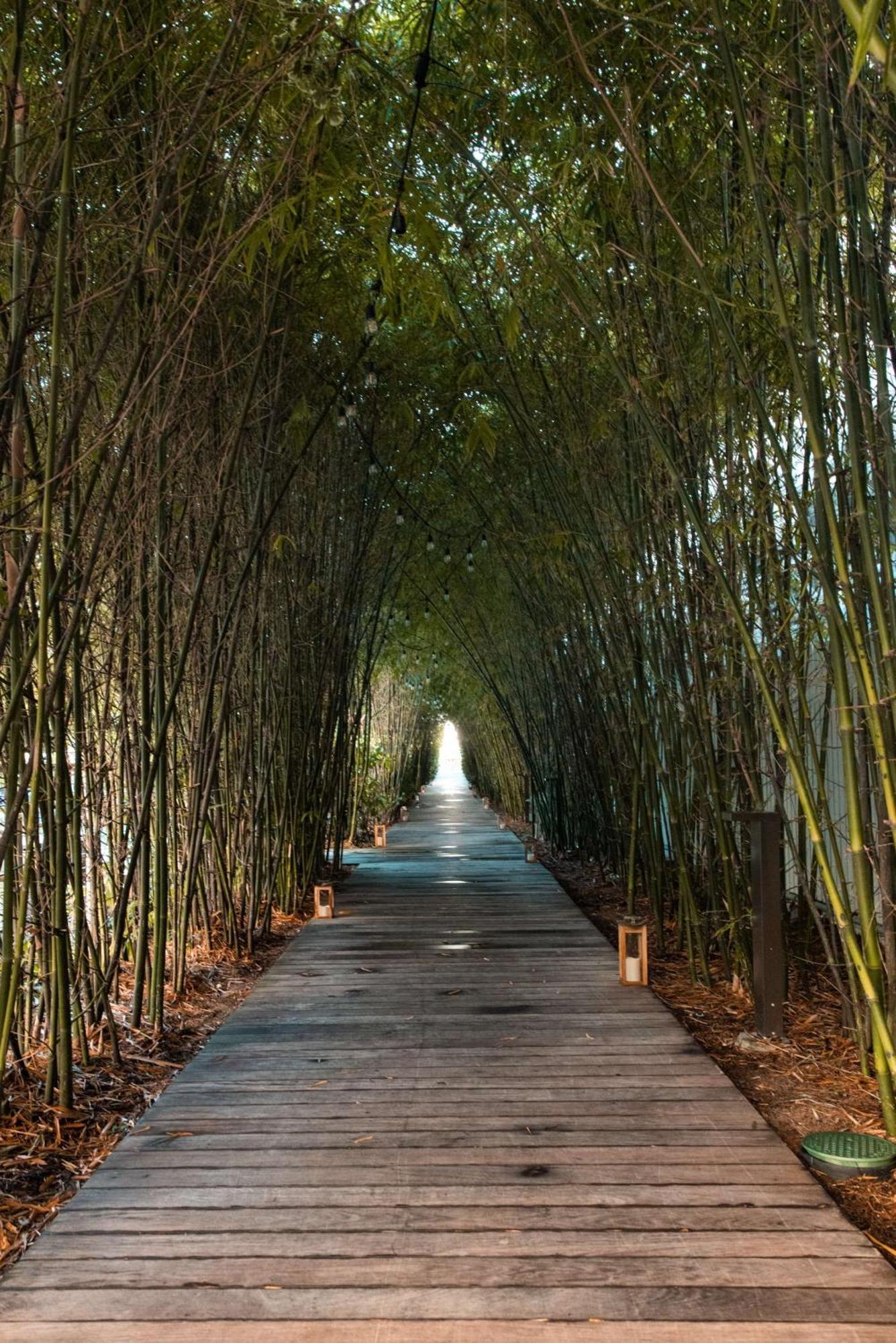 Nautilus Sonesta Miami Beach Exterior foto Bamboo forest in China